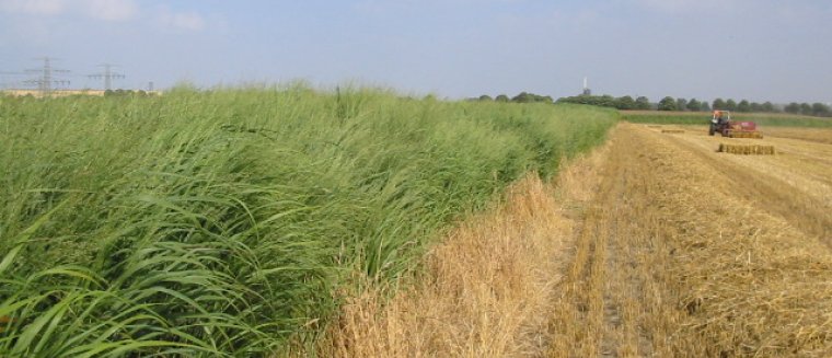 switchgrass